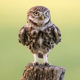 Little owls